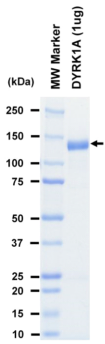 The purity was assessed by SDS-PAGE/CBB staining.
